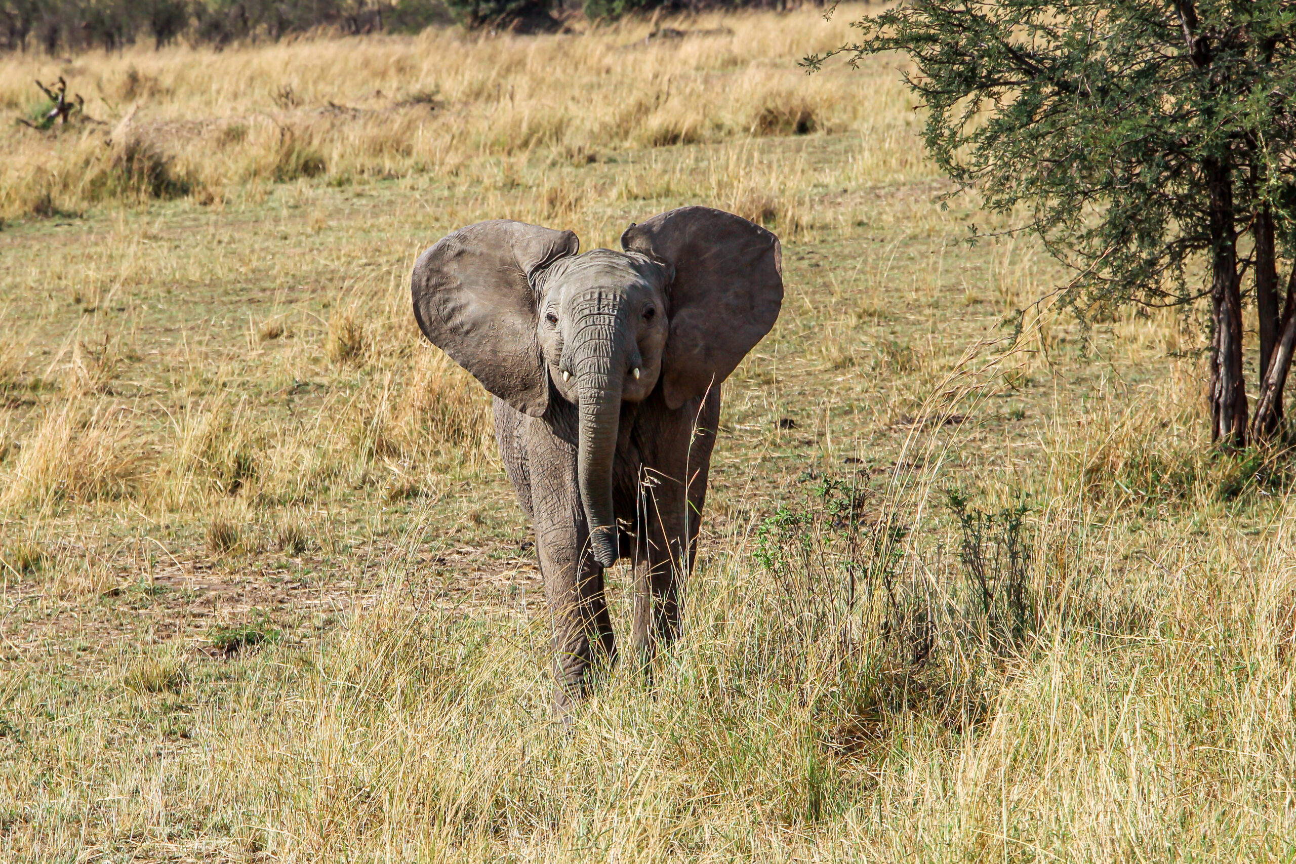 Beauty of wildlife by Camille Massida Photography